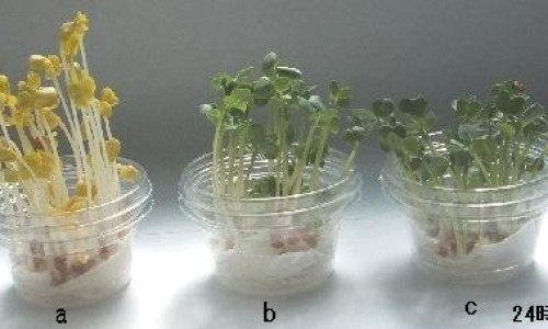肝肾阴虚可以吃七宝美髯颗粒吗有效果吗-肝肾阴虚可以吃七宝美髯颗粒吗网 | 阴虚可以吃七宝美髯丸吗,阴虚火旺能吃七宝美髯丹吗